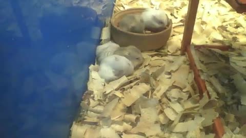 3 hamsters cleaning their fur, 2 hamsters eating and 1 sleeping [Nature & Animals]