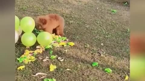 Essayer De Ne Pas Rire ,funny Vidéos de chien Drôles