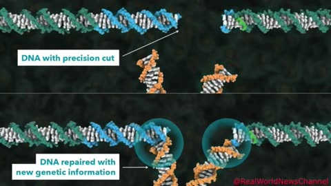 How CRISPR Lets Us Edit Our DNA