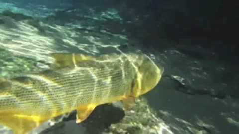 fish in the crystal clear waters of Rio da Prata, Brazil