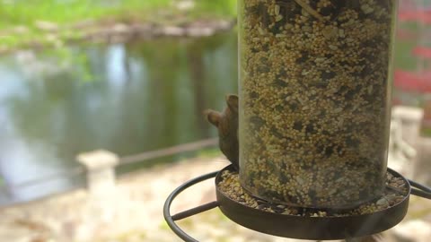 Baby Squirrel Eats Bird Seed at Hanging Bird Feeder