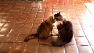 Maine Coon Cat Friends