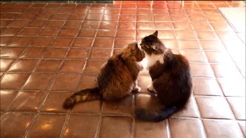 Maine Coon Cat Friends