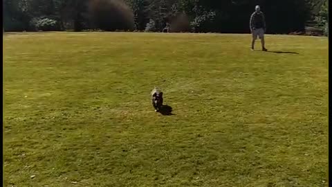 Lovely dog playing in the park