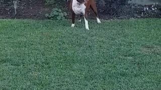 Yard gymnastics