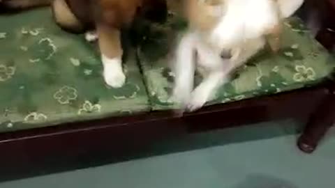 Puppy pushes other dog off couch