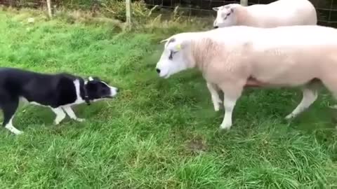 Sheep vs Dog doesn't give up