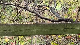 Chipmunk and a Cardinal