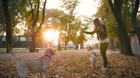 Young woman playing with two dogs in autumn park during sunset