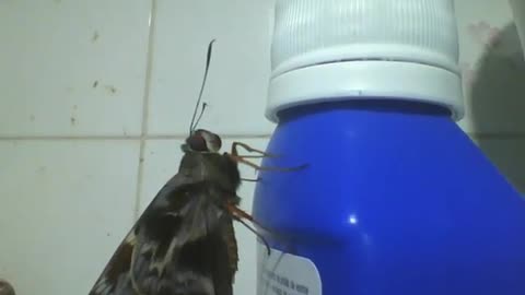 Moth is seen in a bottle of laxative, the shit about to happen... [Nature & Animals]