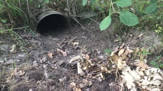 Rat Terrier backs out of drain pipe after chasing a rabbit