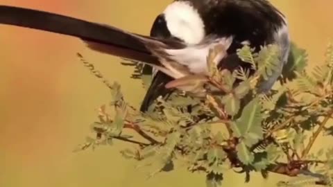 Beautiful Bird Flying in The Air #shorts #viral #shortsvideo #video