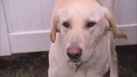 Showdown with Holly | Dog Whisperer