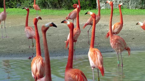 Flamingo birds,Funniest Animals