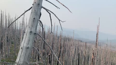 Central Oregon - Mount Jefferson Wilderness - Having an appreciation for dead forest burnout areas