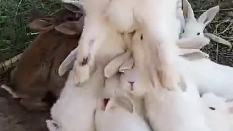 How baby bunnies feeding milk from their mother