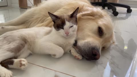 What does the love of a Golden Retriever and a Cat look like