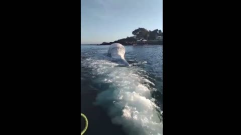 BALLENA VARADA EN TONGOY