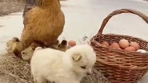 Cute puppy and chicken video