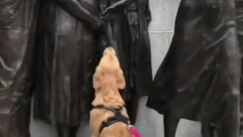 Pupper doesn't understand why new frens won't pet