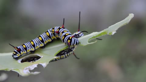 Two Caterpillars Eating leaves ....