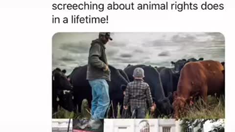 Animal welfare versus Animal rights