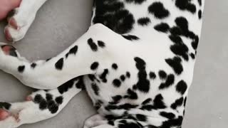 Dalmatian caught in the middle of very intense dream