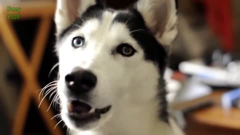 It's so cute, the dog can talk! Super cute husky dog ​​says _''i love you!'