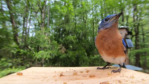 Eastern bluebird