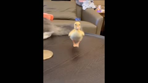 Cute little duck