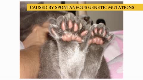 American Polydactyl Cat