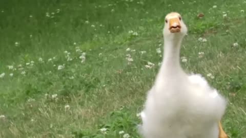 Happy Duck