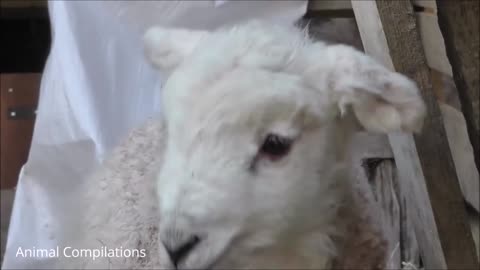 Baby Lamb (Sheep) Goes Baa - CUTEST