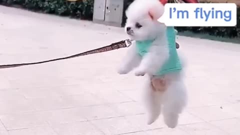 Cute and Funny Puppy