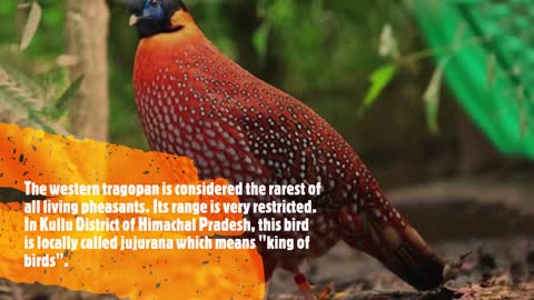 western tragopan