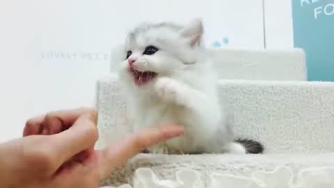 The most cute kitten