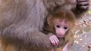 Baby monkey wants to go out to play