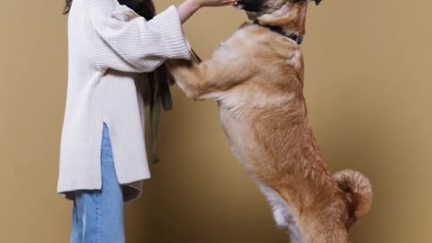 Dog Training Smart Dog Training videos Shorts