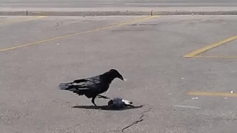 Urban Animals ~ Crow Eats Pigeon ~ Shoppers World Danforth, Toronto ~ Unedited