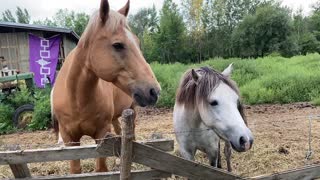 Beautiful Horses