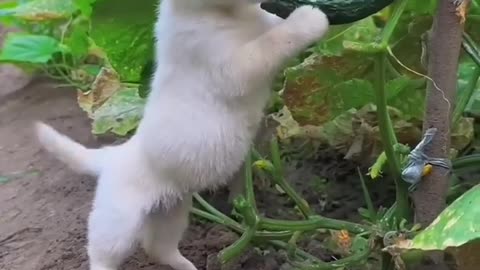 Puppy eats delicious melon - follow me