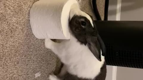 Rosa The Rabbit- Destroying TP