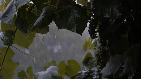 Rain On Leaves Sounds For Sleeping 3 Hours Of Soothing And Relaxing Rain