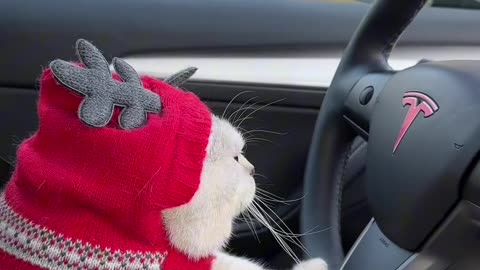 Beautiful cat driving a car .🤨😭