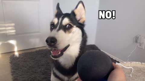 My HUSKY Talks To ALEXA _ (She Beat up Alexa!)