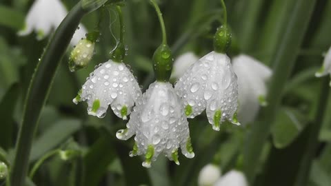 Flowers -Nature Video Clips