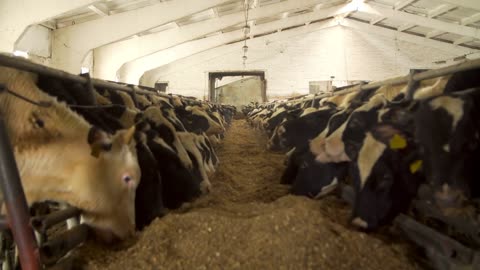 Many cows feeding in a dairy farm cowshed