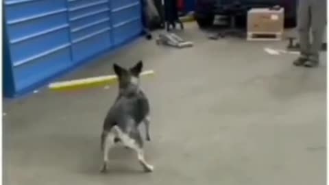 Husky dog knows how to play baseball