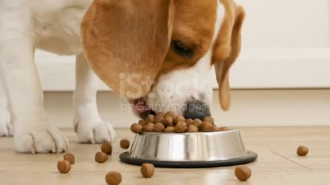 The dog eats and drinks from the bowl. Slow motion stock video