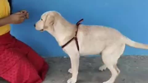 Dog training